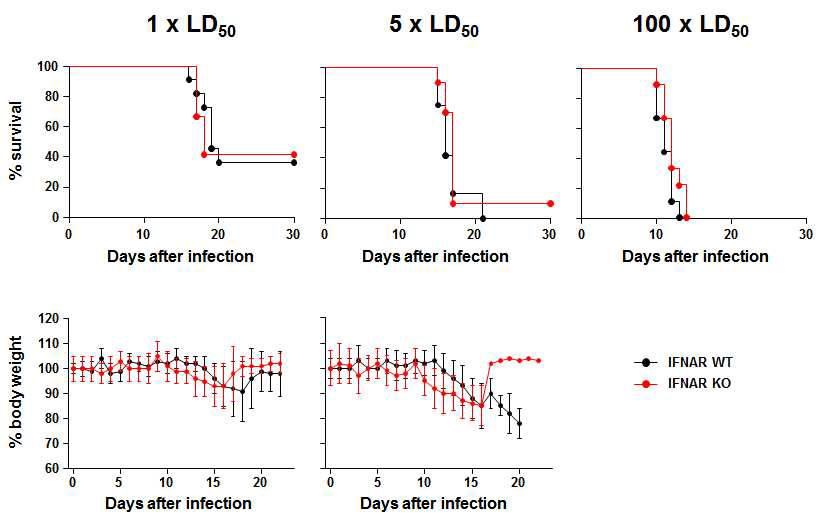 IFNAR WT과 KO 마우스에서 쯔쯔가무시균 감염에 의한 생존율 및 질환중증도 비교