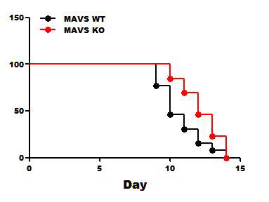 MAVS WT과 KO 마우스에서 쯔쯔가무 시균 감염에 의한 생존율 분석