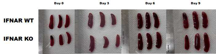 쯔쯔가무시균 감염 후, IFNAR WT 과 KO 마우스에서 spleen의 변화