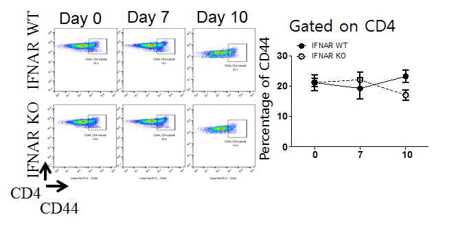 쯔쯔가무시균이 감염된 IFNAR WT 과 KO 마우스의 비장에서 CD44+ CD4+ T 세포의 변화