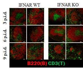쯔쯔가무시균이 감염된 IFNAR WT과 KO 마 우스의 비장에서 B세포 follicle과 T세포 zone의 구조 적 변화