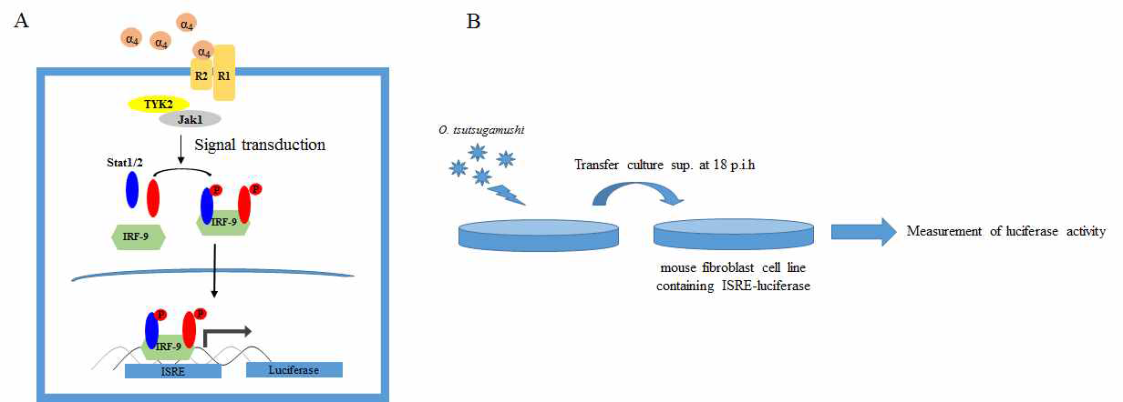 ISRE luciferase reporter assay A) T1 IFN에 의한 luciferase 발현 메카니즘. B) ISRE luciferase assay 실험 과정