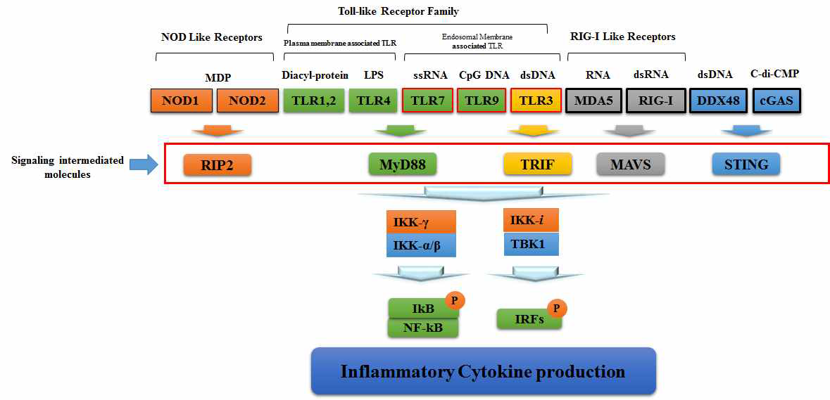 Inflammatory cytokine 및 T1 IFN 유도에 관여하는 PRR들과 그 하위 신호 전달체계