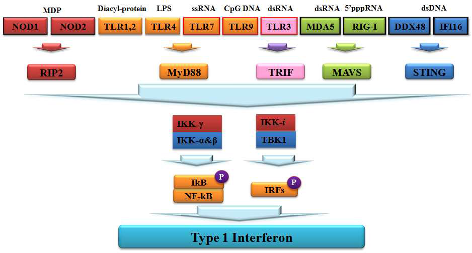 미생물감염에 의한 T1 IFN 발현 유도 과정.