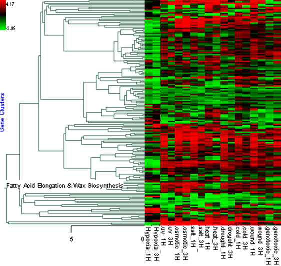 다양한 환경스트레스 조건에서 큐틴 및 왁스 생합성 관련 유전자들의 발현의 hierarchical cluster analysis