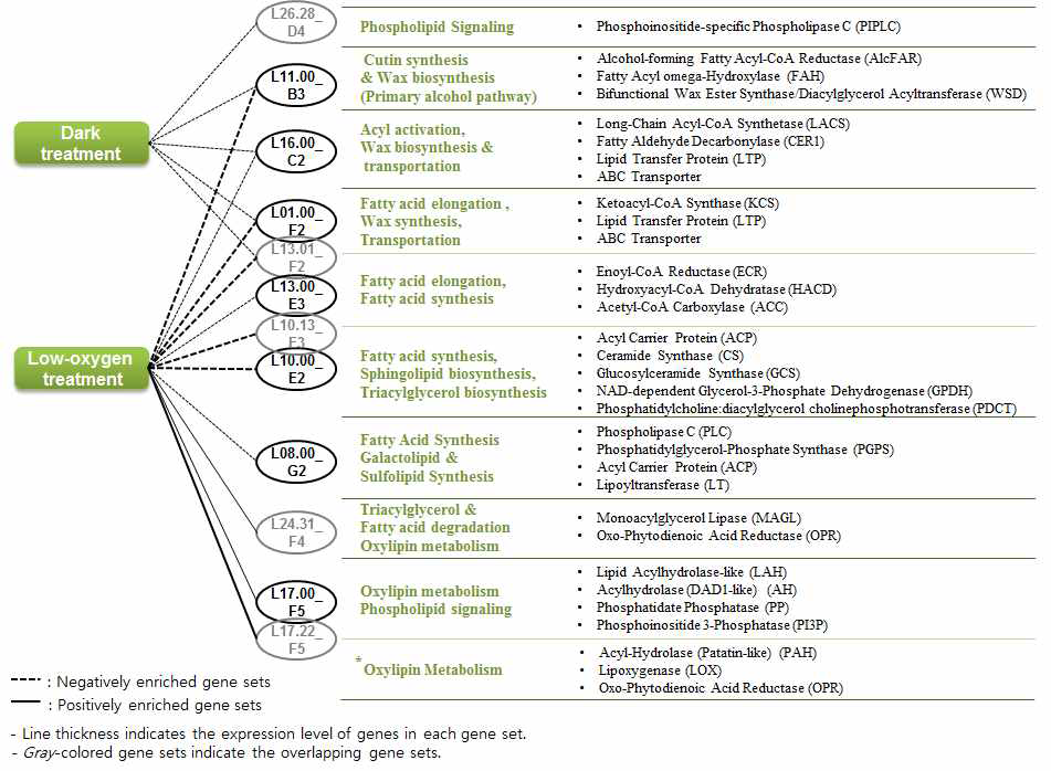 지질 관련 유전자 세트 데이터베이스를 이용한 애기장대의 저산소 스트레스와 암 스트레스 반응 GSEA 분석