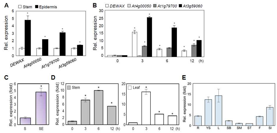 애기장대 줄기 표피세포와 암 스트레스 하에서 발현 비교 (A와 B), DEWAX의 발현 분석 (C, D와 E)