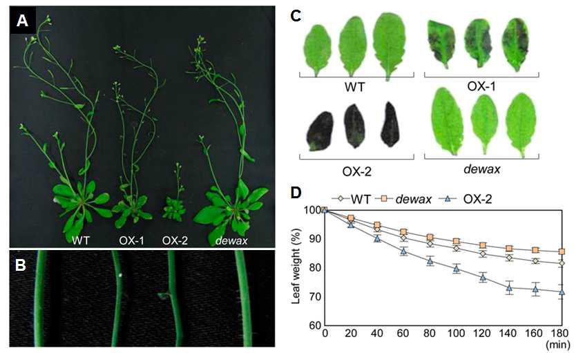 야생형, DEWAX 과다발현 식물체, 돌연변이 식물체의 생육 모습 (A), 줄기의 glossy grean 표현형 (B), toluidine blue 염색을 통한 큐티클 permeability 측정과 (C) chlorophyll leaching assay (D).