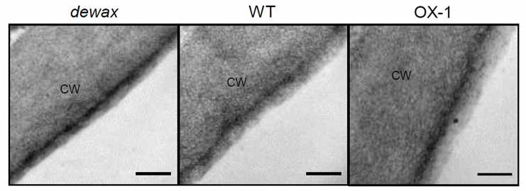 야생형, DEWAX 과다발현 식물체, 돌연변이 식물체의 큐티클층 구조 관찰