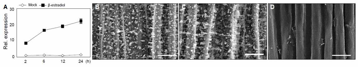 β-estradiol를 처리한 형질전환 식물체에서 DEWAX 발현과 (A), 식물 줄기 표면의 왁스 크리스탈 구조 B, β-estradiol을 처리한 야생형, C, Mock를 처리한 형질전환 식물체, D, β-estradiol를 처리한 형질전환 식물체