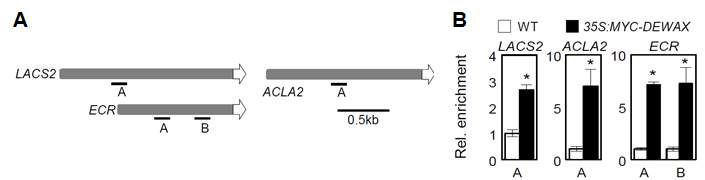 LACS2, ACLA2, ECR 프로모터에 존재하는 consensus GCC box motif (A)와 ChIP assay