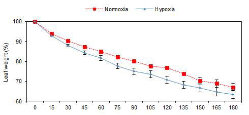 저산소 스트레스를 처리한 애기장대 식물의 cuticular transpiration 측정