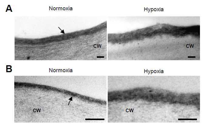 저산소 스트레스에 의한 애기장대 줄기 (A)와 잎 (B)의 cuticle membrane의 모습