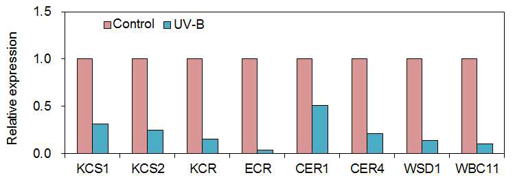 UV-B 스트레스를 3시간 처리한 3주된 잎의 qRT-PCR을 이용한 RNA 분석
