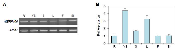 다양한 애기장대 조직에서 AtERF106 전사조절유전자의 qRT-PCR를 이용한 발현 분석.