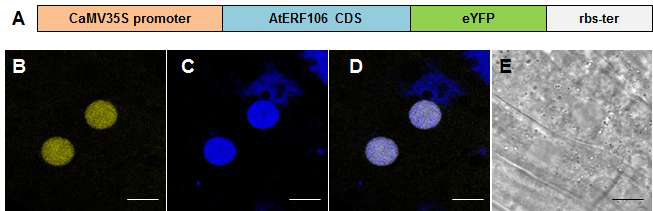 AtERF106 전사조절유전자의 confocal을 이용한 세포내 위치 분석.