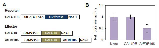 AtERF106 전사조절유전자의 transactivation assay 분석.