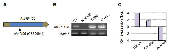 AtERF106 전사조절유전자의 돌연변이체와 과다발현 식물체 확보.