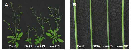 AtERF106 전사조절유전자의 과다발현 식물체와 돌연변이체의 발달모습.