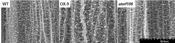 AtERF106 유전자의 돌연변이체와 과다발현 식물체의 줄기의 SEM을 이용한 cuticular wax crystal 구조 분석.