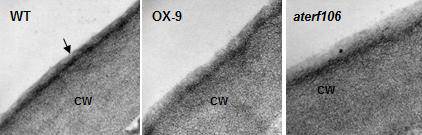 AtERF106 유전자의 돌연변이체와 과다발현 식물체 줄기의 TEM을 이용한 cuticle membrane 구조 분석. CW,세포 벽. 화살표는 큐티클 층을 보여주고 있다