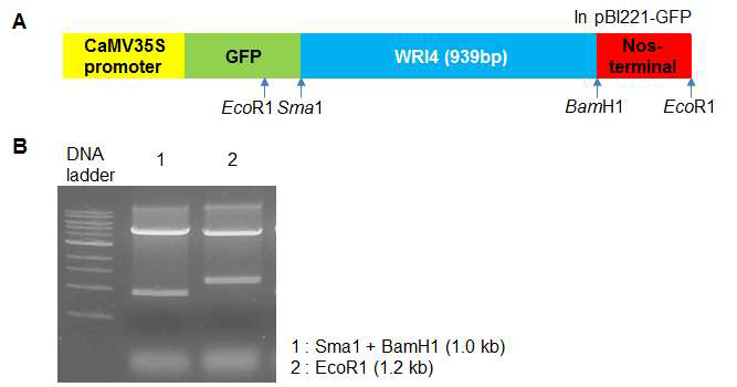WRI4 유전자에 GFP가 fusion된 바이너리 벡터 제작.