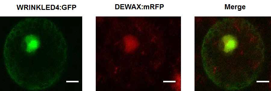 WRI4 전사조절유전자의 confocal을 이용한 세포내 위치 분석.