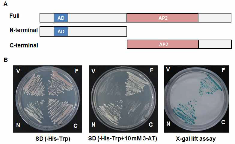 WRI4 전사조절유전자의 yeast one-hybrid와 X-gal lifting assay를 통한 activation domain의 규명.