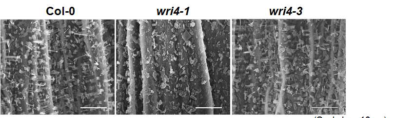 WRI4 유전자의 돌연변이체 줄기의 SEM을 이용한 cuticular wax crystal 구조 분석.