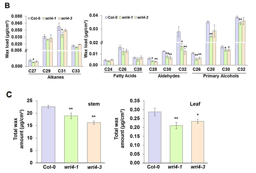 WRI4 유전자의 돌연변이체와 애기장대 야생형의 줄기 (A)와 잎 (B)의 cuticular wax 성분 및 총 함량 (C) 분석 *, P<0.05. **, P<0.01