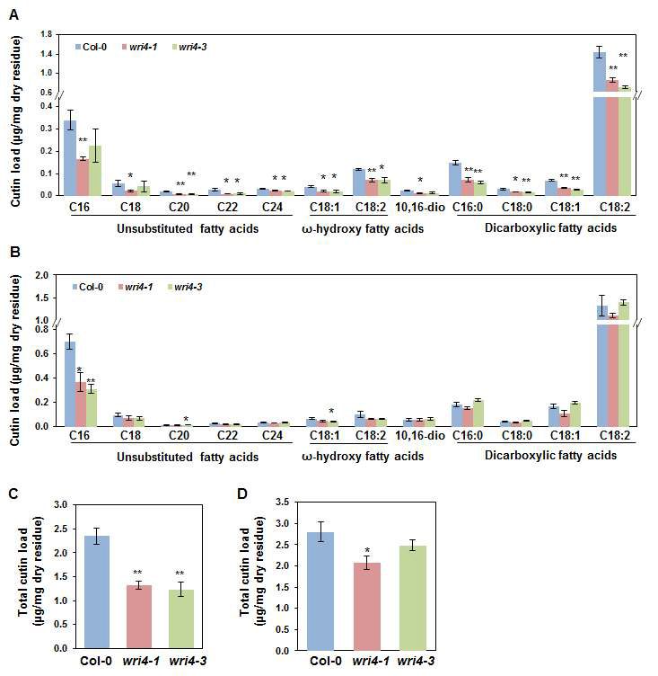 WRI4 유전자의 돌연변이체와 애기장대 야생형의 줄기 (A, C)와 잎 (B, D)의 cutin 성분 (A, B)및 총 함량 (C, D) 분석. *, P<0.05. **, P<0.01