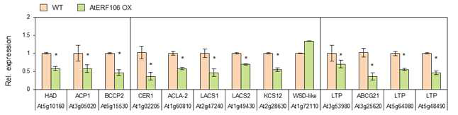 AtERF106 과발현체의 줄기에서 큐티클 대사에 관여하는 유전자들의 발현 분석
