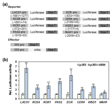 큐티클 대사에 관여하는 유전자들의 프로모터를 이용한 WRI4의 transactivation assay.