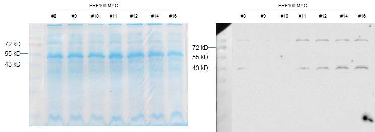 AtERF106과 MYC이 함께 발현된 형질전환체의 western blot 분석.