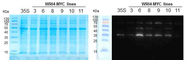 WRI4와 MYC이 함께 발현된 형질전환체의 western blot 분석.