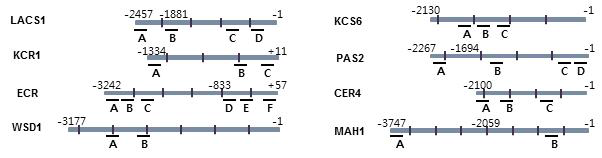 전사조절인자의 하부 target 유전자로 추정되는 큐티클 생합성 유전자들의 ChIP assay 결과. AP2/ERF 계열의 cis-element 위치를 보여주는 모식도.