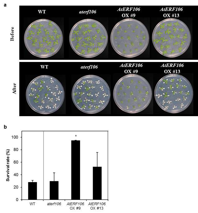 애기장대 야생형, aterf106 돌연변이체, 그리고 AtERF106과발현체의 저산소 스트레스에 대한 민감성 테스트.