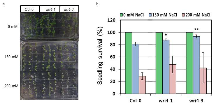 애기장대 야생형, wri4 돌연변이체의 고염 스트레스에 대한 민감성 테스트.