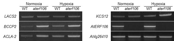 야생형과 aterf106돌연변이체의 저산소 스트레스 처리 후 큐티클 대사에 관여하는 유전자들의 발현 양상을 분석한 RT-PCR