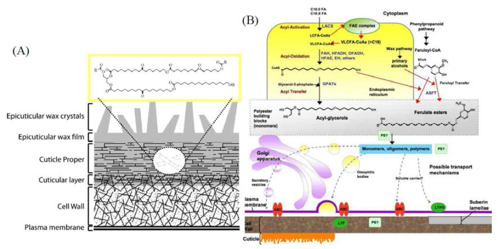Hydroxy fatty acid로 구성된 큐틴층의 모식도 (A) 및 생합성 기작의 모식도 (B)
