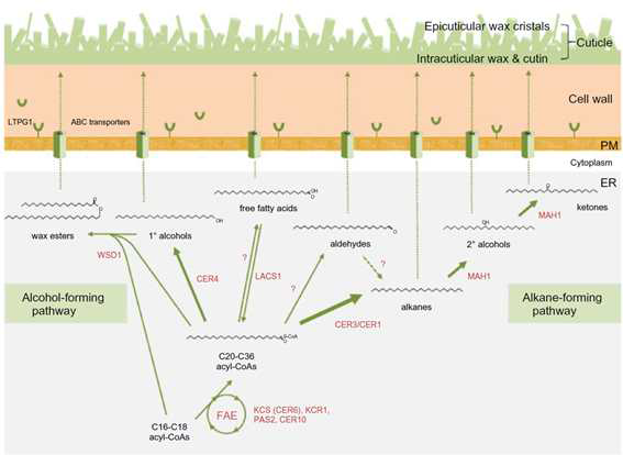 왁스 생합성 기작 (Bernard and Joubes 2013)