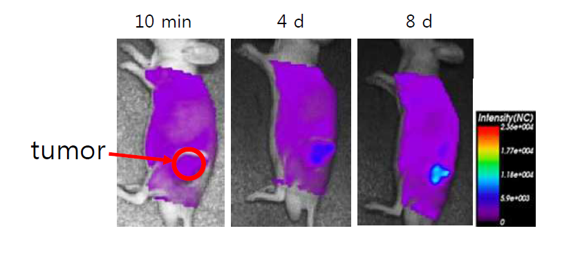 암 동물 모델에서의 암치료에 따른 apoptosis의 근적외선 영상화.