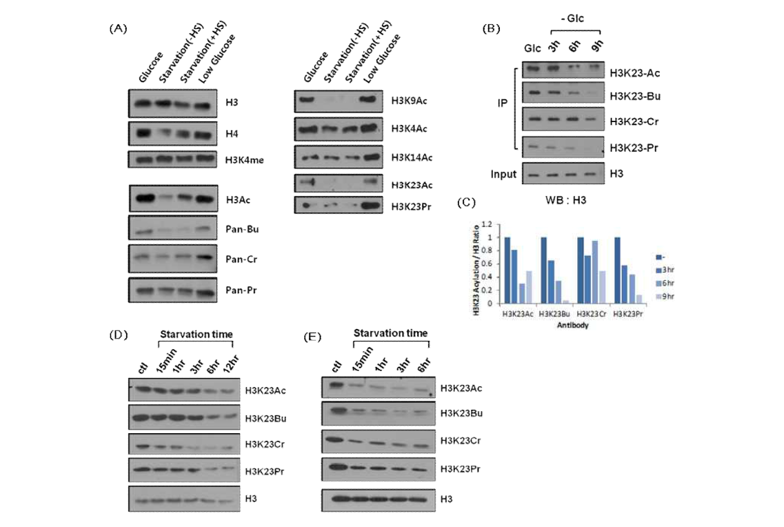 (A)Myotube에서 glucose starvation시 histone modification 변화 (B)Myotube에서 glucose starvation시 시간에 따른 histone modification 변화 (C)B의 변화를 막대그래프로 도식화 (D)MCF7 cell에서 glucose starvation시 histone modification 변화 (E)MDA-MB-231 cell에서 glucose starvation시 histone modification 변화