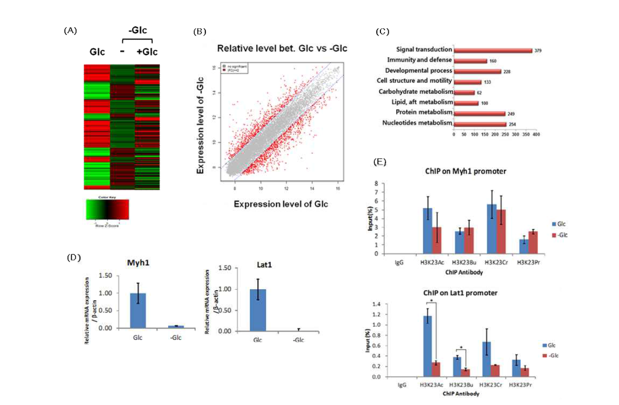 (A)근육세포에서 glucose starvation에 의한 유전자 발현 변화 (Heatmap) (B)근육세포에서 glucose starvation에 의한 유전자 발현 변화 (Scattered plot) (C)근육세포에서 glucose starvation에 의한 유전자 발현 변화 (Ontology 분석) (D)Glucose starvation에 의한 Myh1 및 Lat1의 mRNA 변화 (RT-PCR) (E)Glucose starvation시 Myh1과 Lat1 promoter에서 Histone acylation occupancy확인