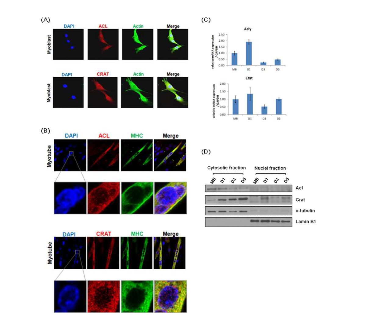 (A)Myoblast에서 Acly 및 Crat의 Cellular localization (B)Myotube에서 Acly 및 Crat의 Cellular localization (C)근육세포 분화시 Acly과 Crat의 mRNA level 변화 (D)근육세포 분화시 Acly과 Crat의 단백질 양 변화