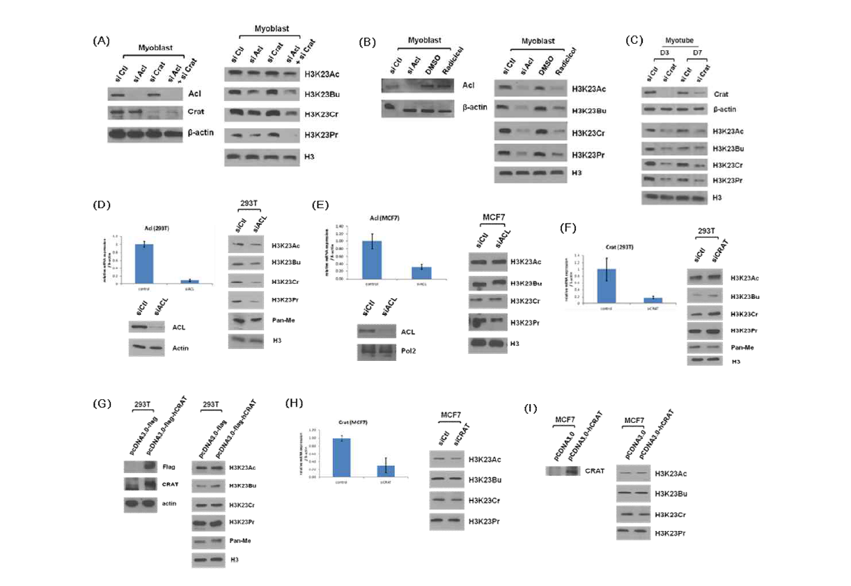 (A)Myoblast에서 Acly과 Crat K·D (B)Myoblast에서 Acly K·D 및 Radicicol 처리 (C)Myotube에서 Crat K·D (D)293T cell에서 Acly K·D (E)MCF7 cell에서 Acly K·D (F)293T cell에서 Crat K․D (G)293T cell에서 Crat over-expression (H)MCF7 cell에서 Crat K․D (I)MCF7 cell에서 Crat over-expression시 각각의 H3K23 acetylation 및 acylation 변화(Immunoblotting)