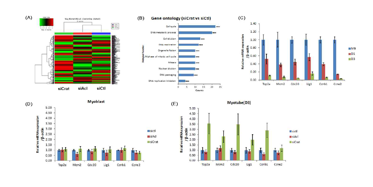 (A)Myotube에서 Acly 및 Crat K·D시 gene expression 변화(Heatmap) (B)Myotube에서 Acly 및 Crat K·D시 gene expression 변화(Ontology 분석) (C)근육세포 분화과정 (D)Myoblast에서 Acly 및 Crat K·D (E)Myotube에서 Acly 및 Crat K·D시 Cell cycle 관련 유전자 발현 변화(RT-PCR)