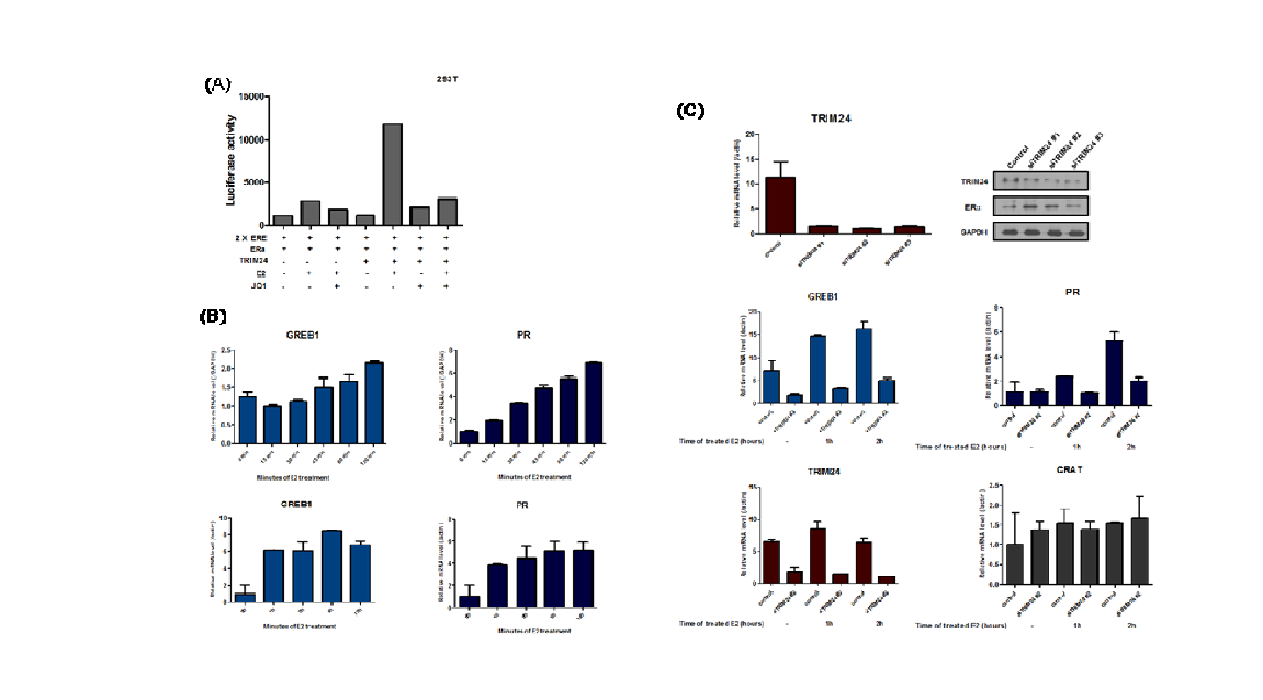 (A)TRIM24에 의한 ERα signaling activation(Luciferase assay) (B)Estradiol 처리에 의한 ERα target gene activation 확인(RT-PCR) (C)TRIM24 inhibition시 ERα target gene repression 확인(RT-PCR)