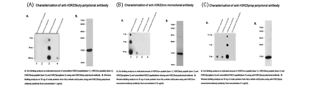 (A)H3K23Butyrylation 항체 특이성 확인 (B)H3K23Crotonylation 항체 특이성 확인(C)H3K23Propionylation 항체 특이성 확인