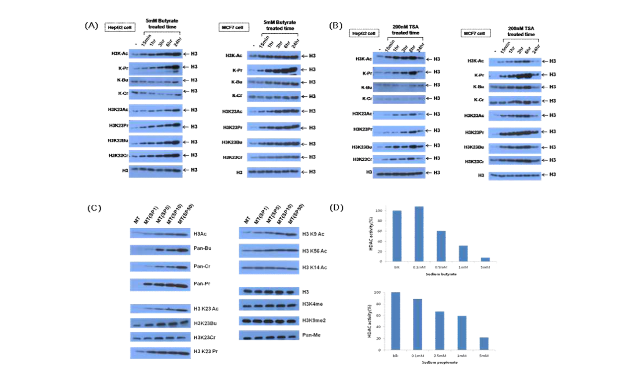 (A)Sodium butyrate에 의해 시간에 따라 변화하는 히스톤 코드 확인 (HepG2 & MCF7 cell) (B)TSA에 의해 시간에 따라 변화하는 히스톤 코드 확인(HepG2 & MCF7 cell) (C)Sodium Propionate에 의해 시간에 따라 변화하는 히스톤 코드 확인 (C2C12 myotube) (D)SCFA(Sodium propionate, sodium butyrate)의 농도에 따른 HDAC activity 저해능
